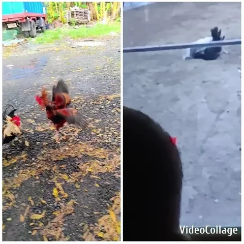 Chickens Playing in Outdoor Setting