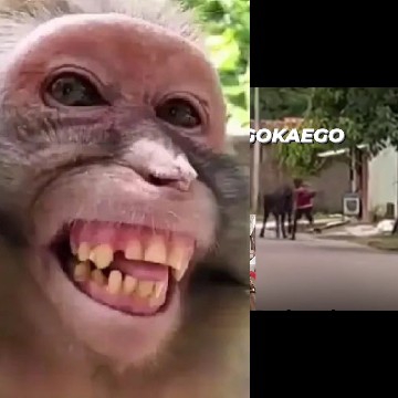 Monkey Close-Up and Street Scene