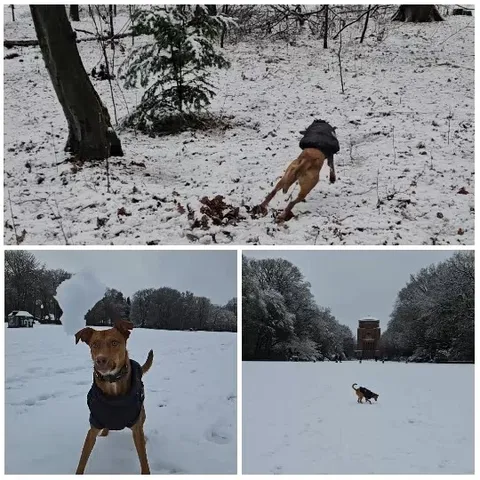 Dog Playing in Snowy Landscapes