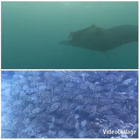 Manta Ray and School of Fish