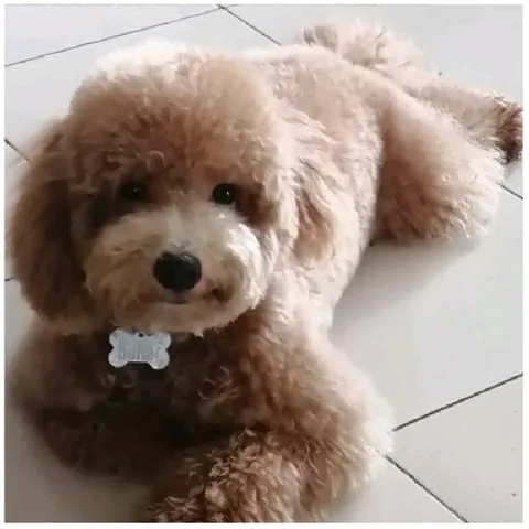Fluffy Dog Relaxing on Floor