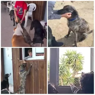 Scenes of Dogs with People