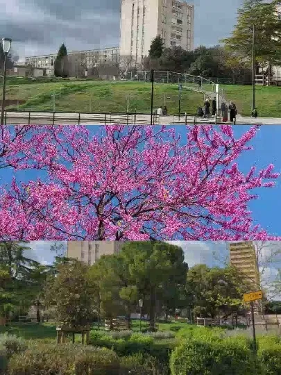 Grassy Area and Blossoming Tree