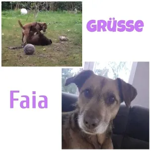 Dogs Playing and Couch Portrait