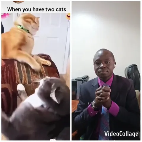 Cats Resting with Person in Suit