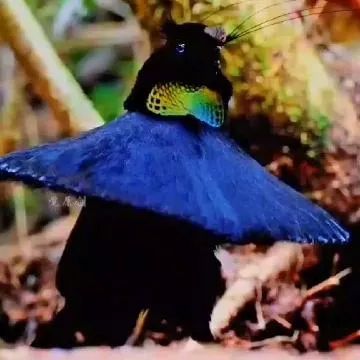 Bird Displaying Feathers in Forest