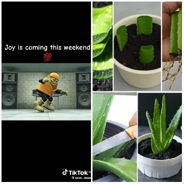Joyful Weekend Announcement and Plants