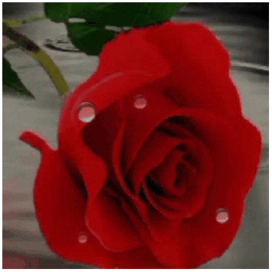 Close-Up of a Dewy Red Rose