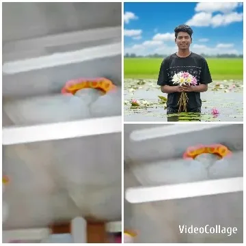 Room and Outdoor Scenes with Flowers
