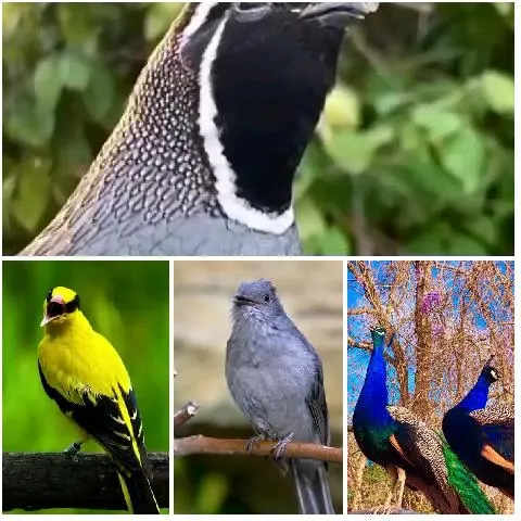 Four Birds in Natural Settings