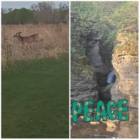 Deer in Field and Rocky Landscape