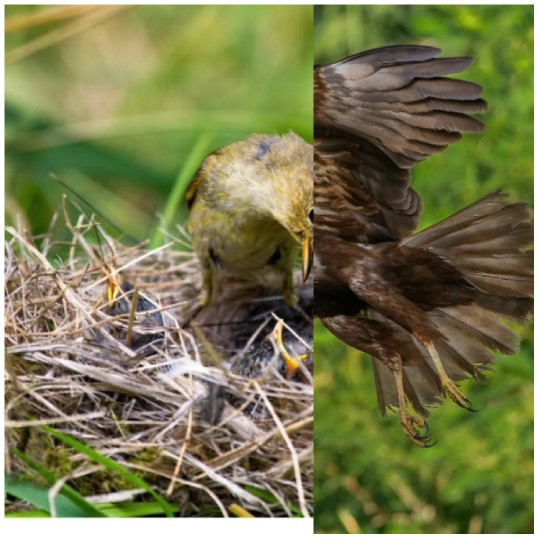 Bird Nest and Prey in Flight