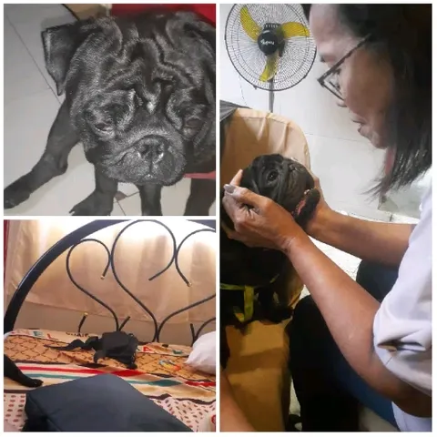 Close-Up of Black Pug and Woman