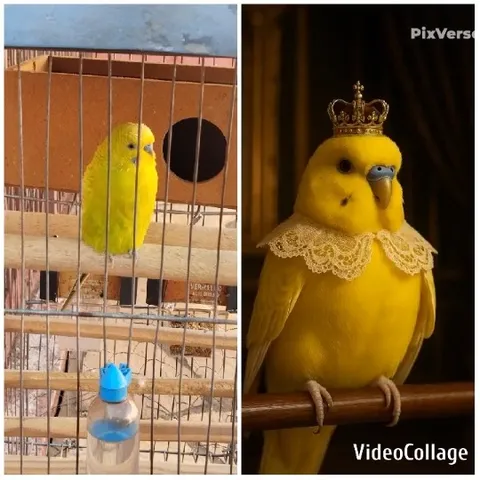 Yellow Budgie with Decorative Crown
