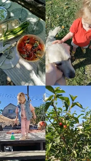 Salad, Child, Dog, Plant
