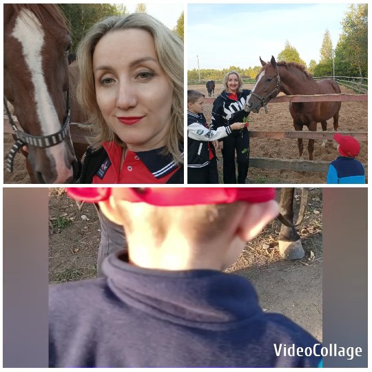 Interactions with a Horse Outdoors