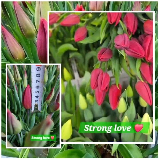 Red and Yellow Flower Buds