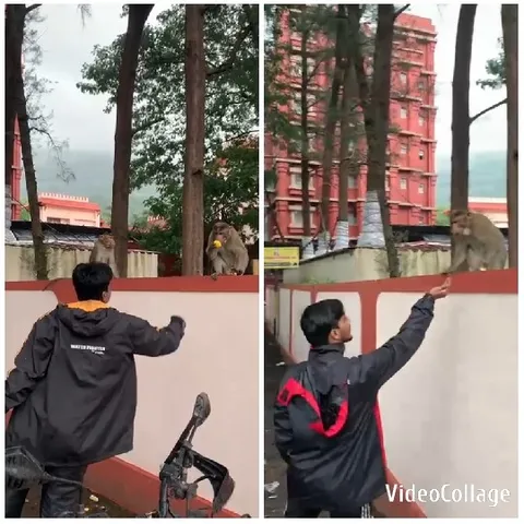Reaching for Monkeys by Bicycle