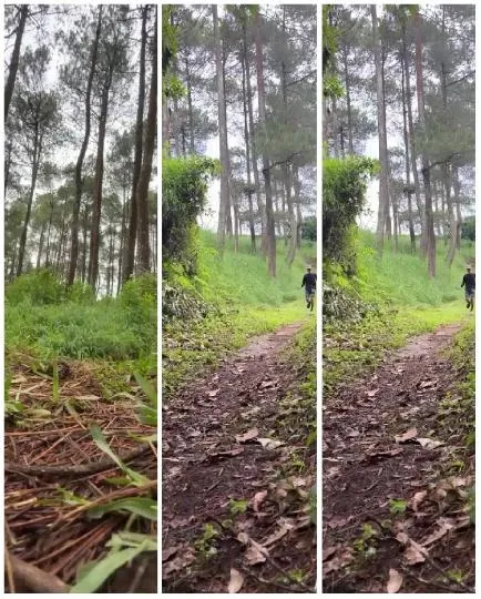 Forest Path with Person Walking
