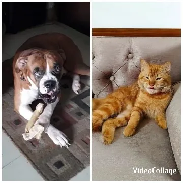 Dog and Cat Relaxing Indoors