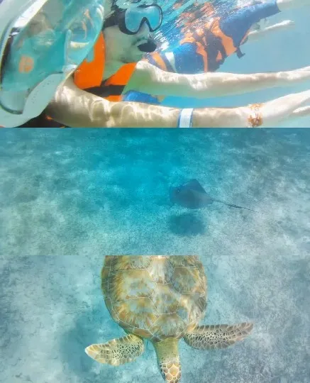 Snorkeling with Marine Life