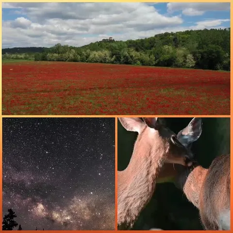 Field of Flowers and Night Sky