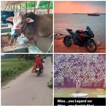Cow, Motorcycle, and Public Gathering