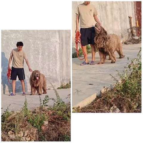 Person and Shaggy Dog Outdoors