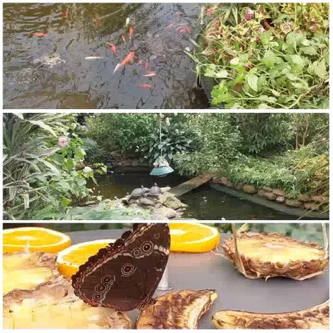 Koi Pond and Butterfly on Fruit