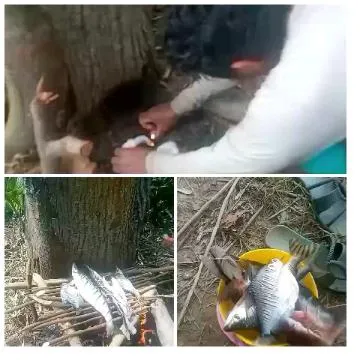 Grilling Fish Near a Campfire