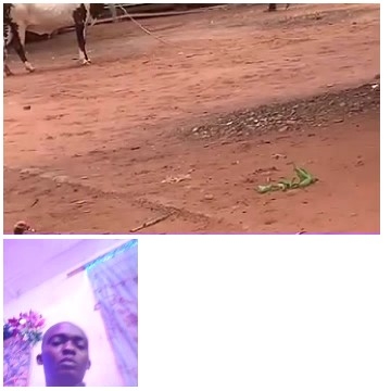 Cow in Dirt Ground Scene