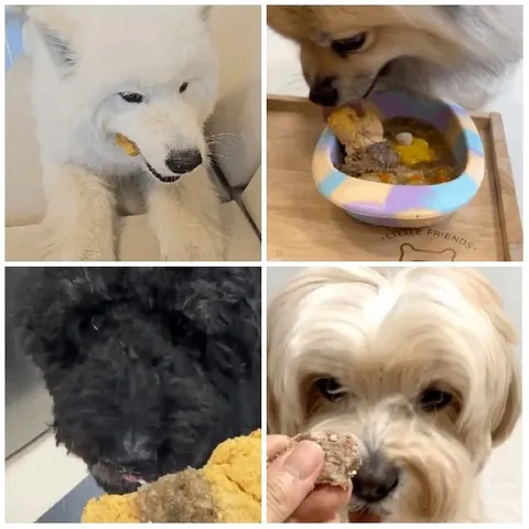 Dogs Enjoying Treats Together