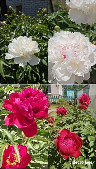 Peony Flowers in Different Colors