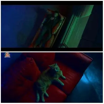 Person and Cat on Orange Couch