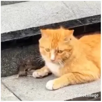 Calm Cat and Mouse on Steps
