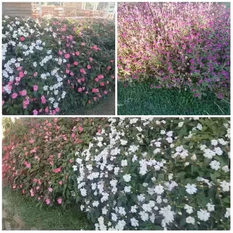 Vibrant Flower Beds in Bloom