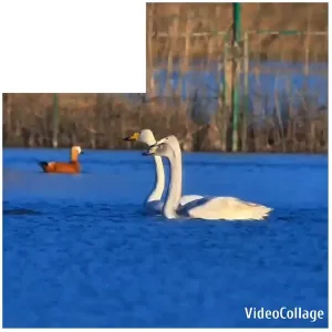 Tranquil Scene with Swans in Water
