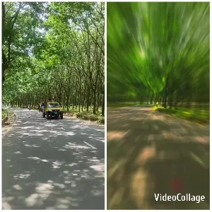 Tree-Lined Road Split-Screen