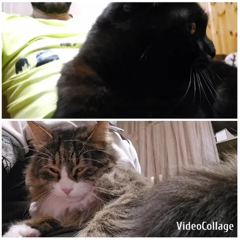 Black Cat on Lap with Fluffy Companion