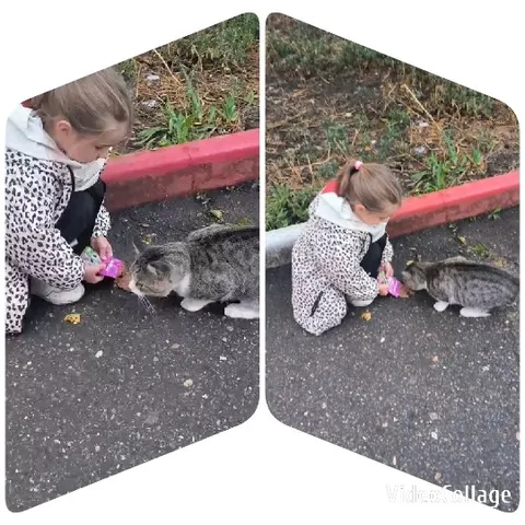 Girl Feeding Cat on Sidewalk