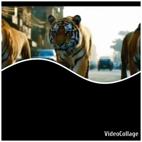 Tigers Walking Down City Street