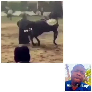 Interacting with Bull at Event