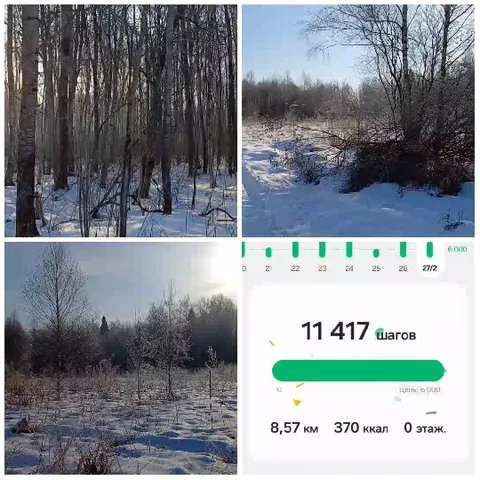 Snowy Forest and Step Count