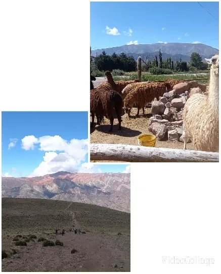Alpacas in Scenic Fenced Area