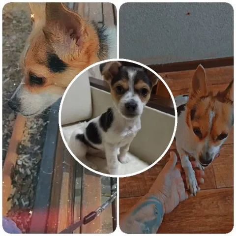 Small Dog with Different Expressions