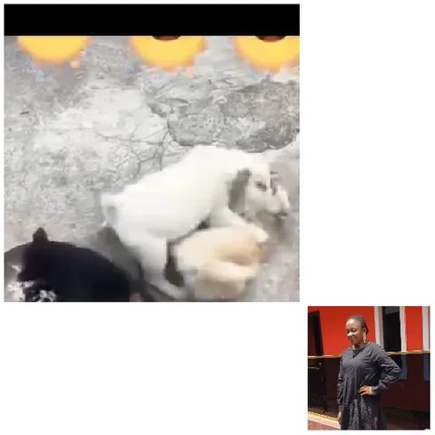 Animals and Person by Building