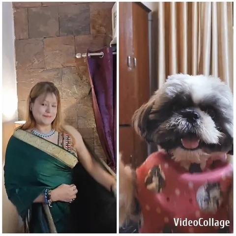 Green Sari and Dog in Domestic Setting