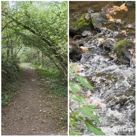 Wooded Path and Rocky Stream