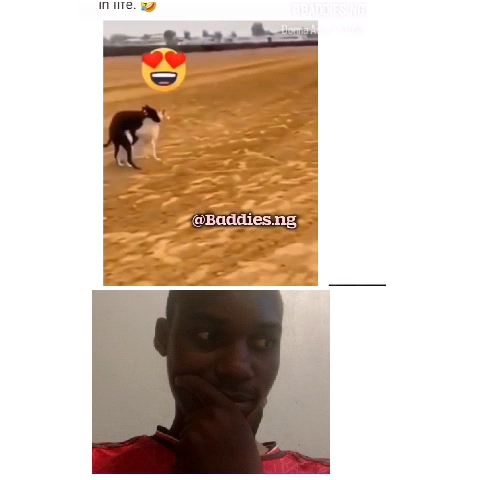 Dog in Field with Emoji Overlay