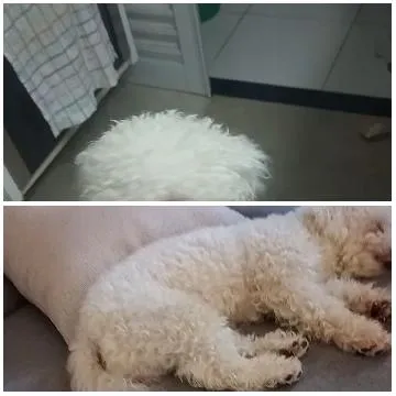 Fluffy Dog Resting in Two Locations